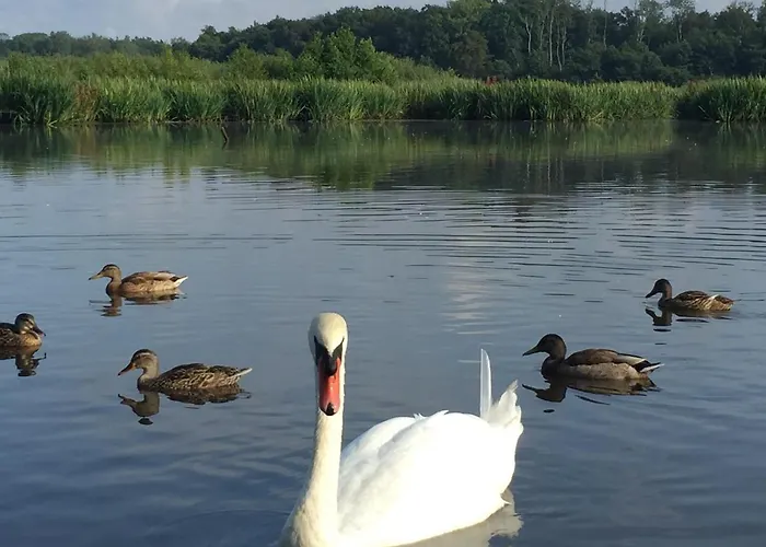 Amelia * Sianożęty